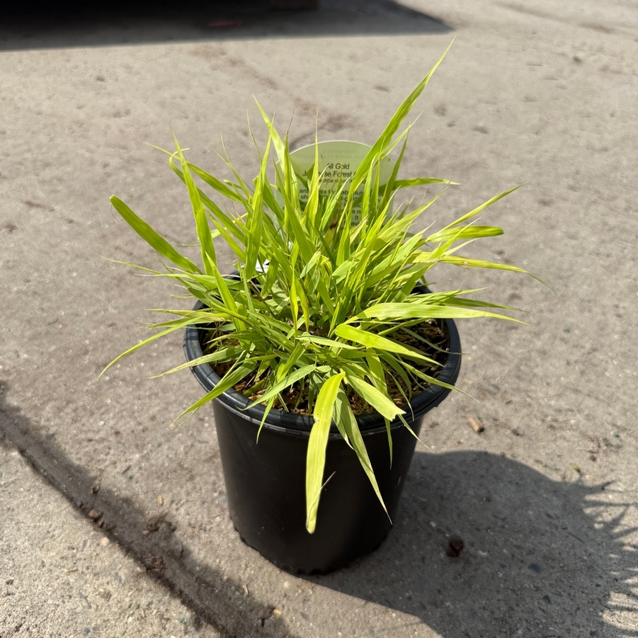 Hakonechloa macra All Gold