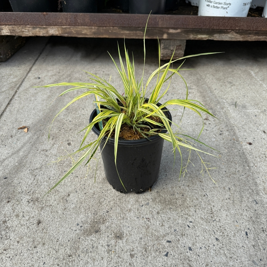 Hakonechloa macra Aureola