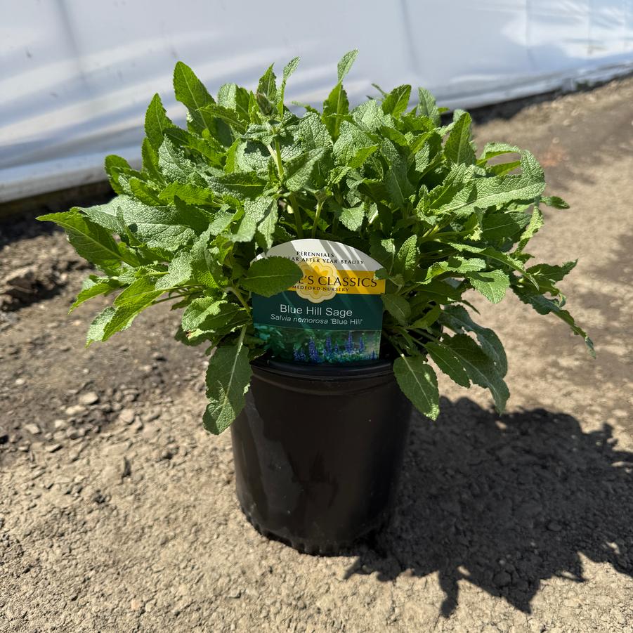 Salvia nemorosa Blue Hill
