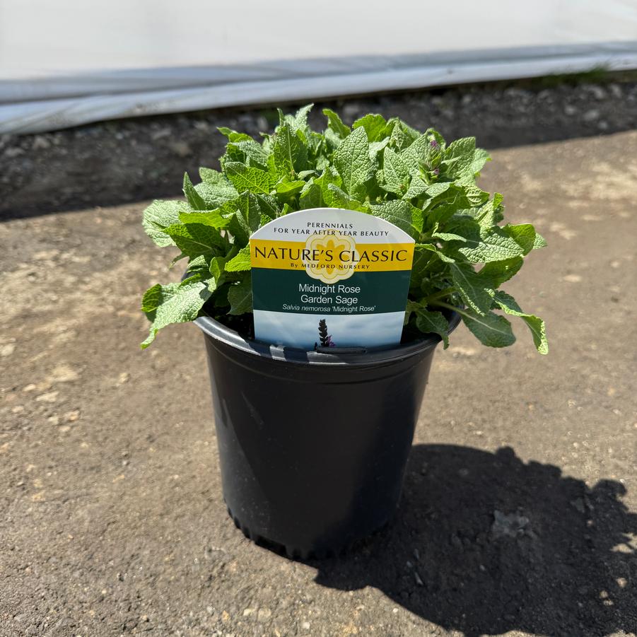 Salvia nemorosa Midnight Rose