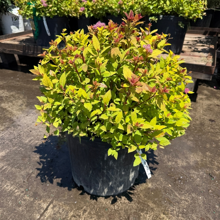 Spiraea x bumalda Magic Carpet PP9363