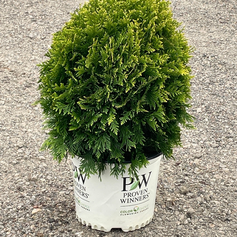 Thuja occidentalis Cheer Drops® PP33286