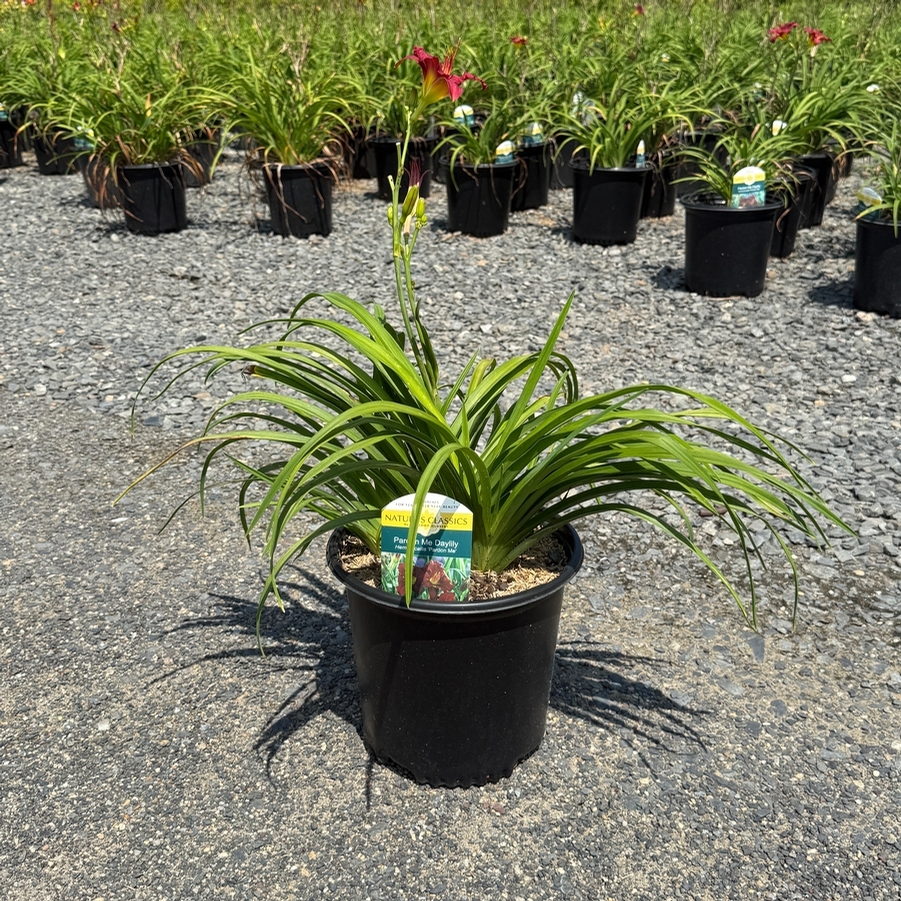 Hemerocallis Pardon Me