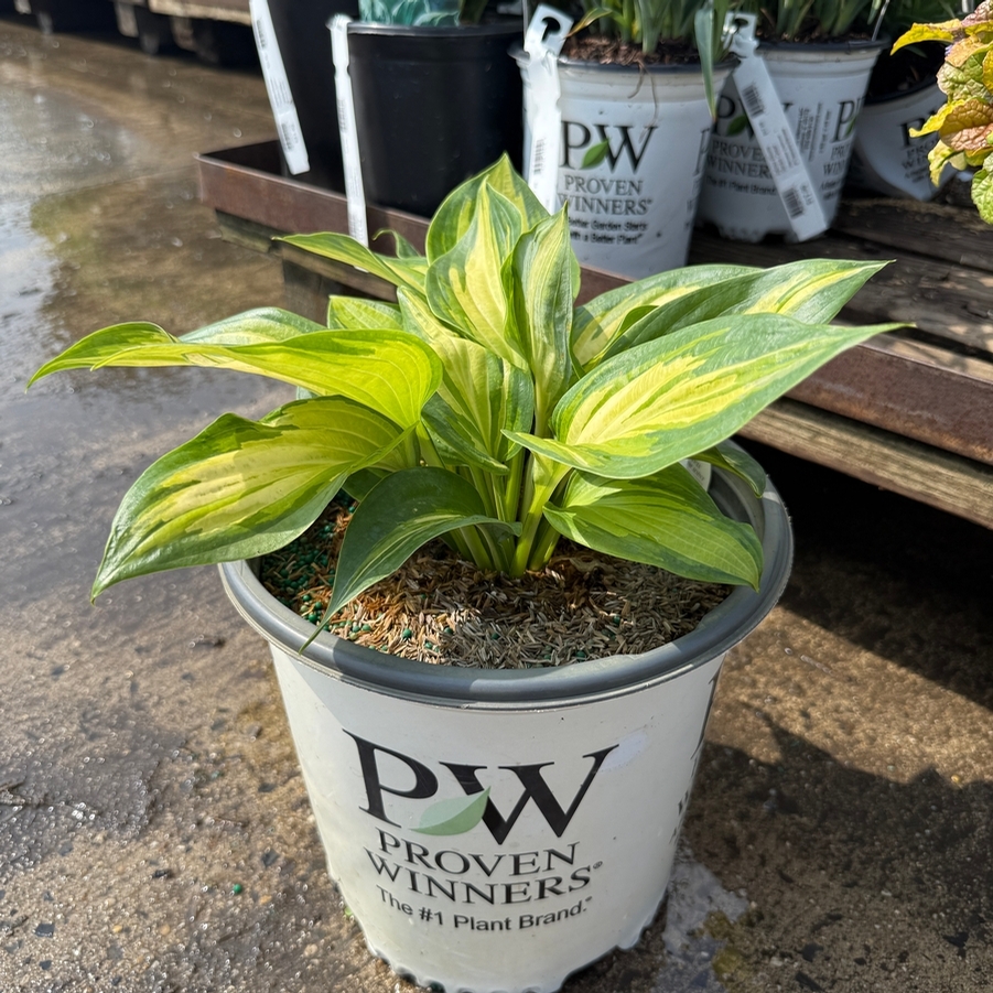 Hosta Shadowland® Sound of Music PP35563