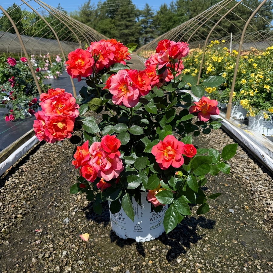 Rosa Climbing Rise Up Emberays® PPAF