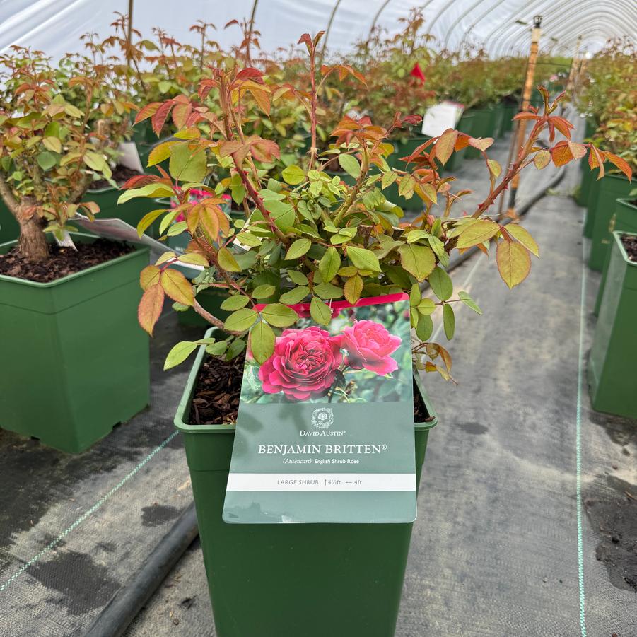 Rosa David Austin Benjamin Britten™