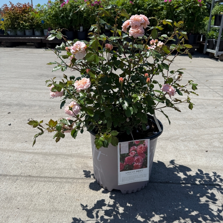 Rosa Groundcover Apricot Drift® PP23354
