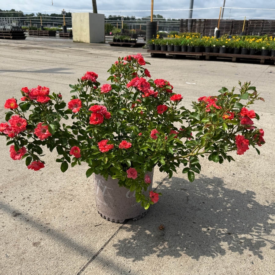 Rosa Groundcover Coral Drift® PP19148