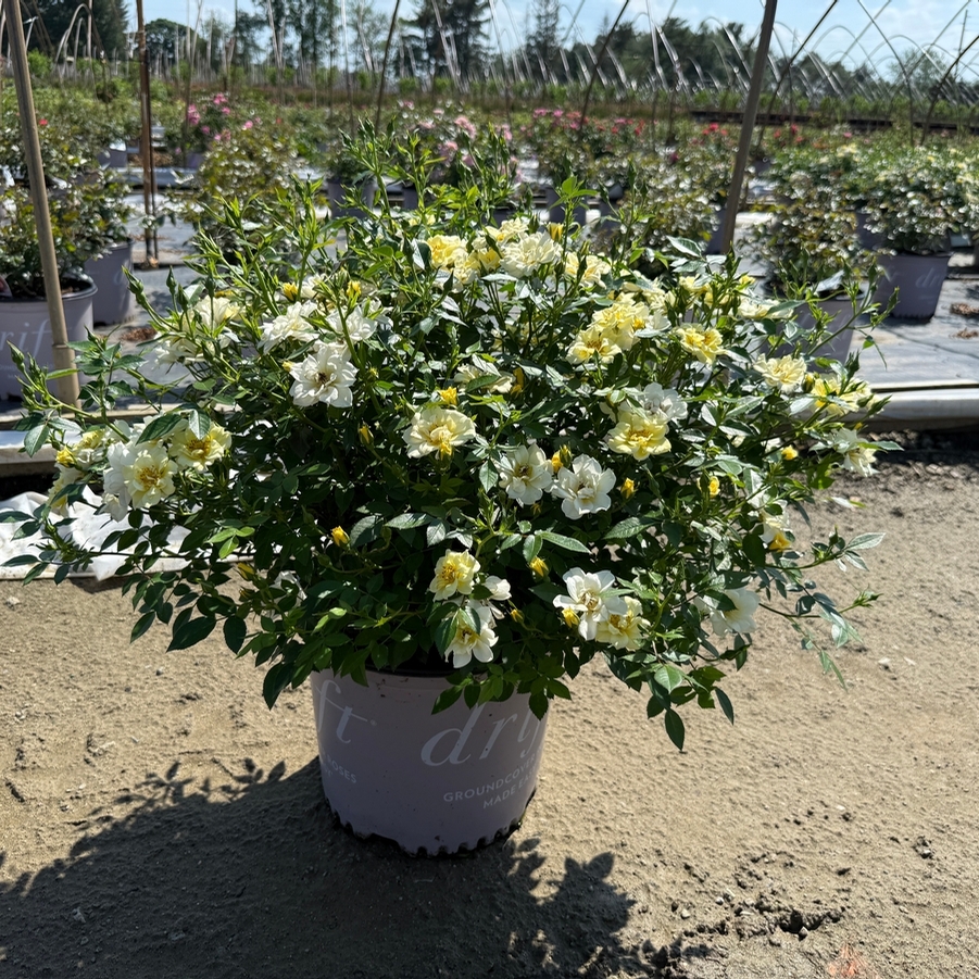 Rosa Groundcover Lemon Drift® PP20635