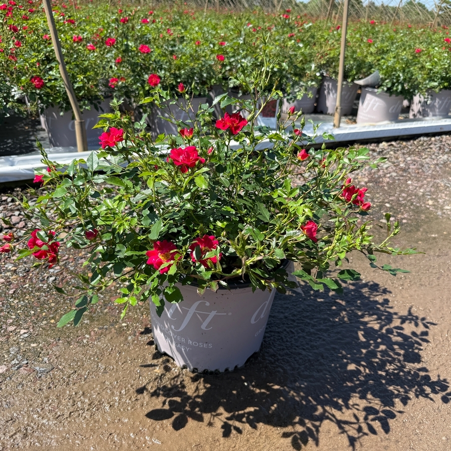 Rosa Groundcover Red Drift PP17877
