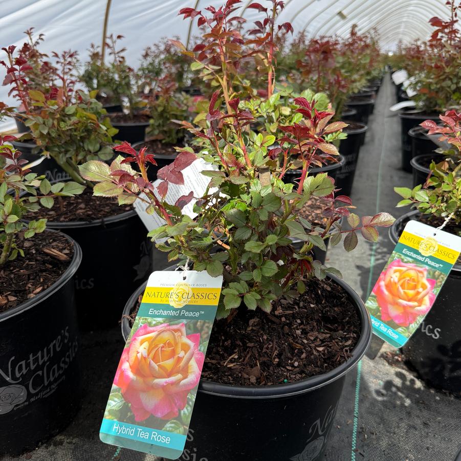 Rosa Hybrid Tea Enchanted Peace™ PPAF