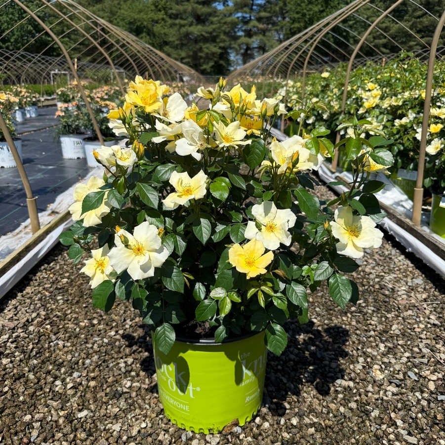 Rose Shrub Easy Bee-zy™ Knock Out® PP35465