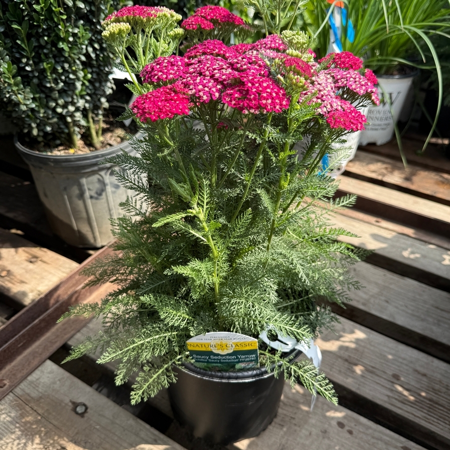 Achillea millefolium Saucy Seduction