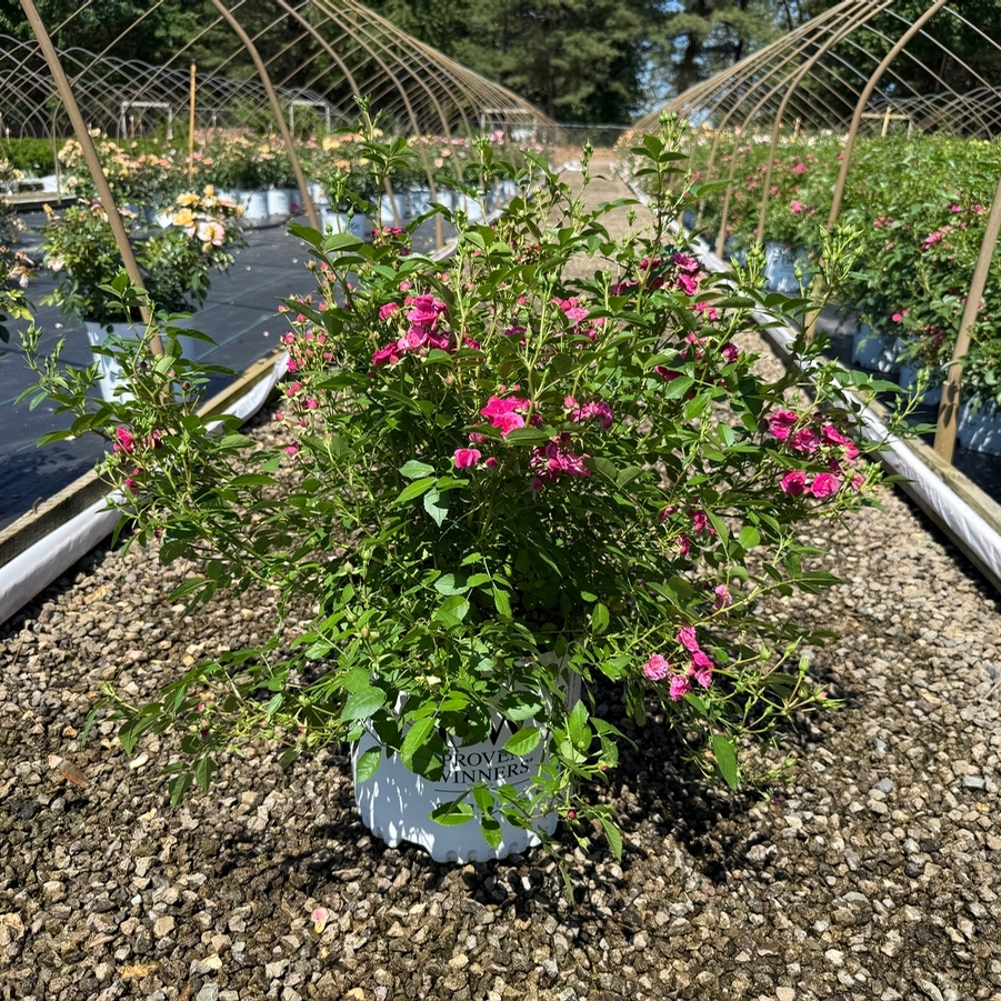 Rosa Shrub Oso Easy® Peasy PP29167