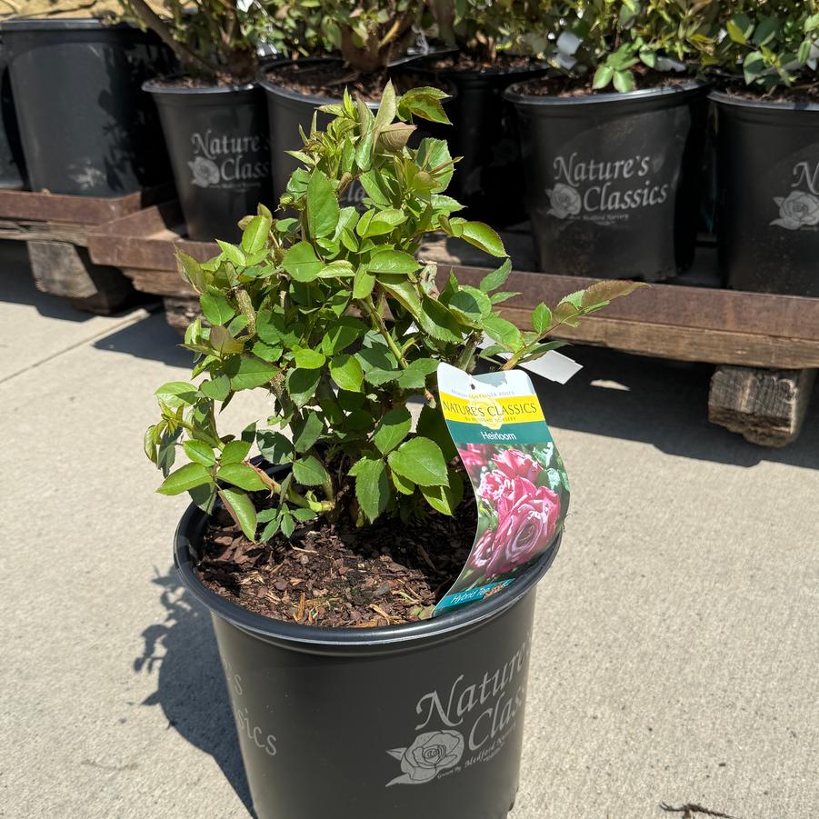 Rosa Hybrid Tea Heirloom