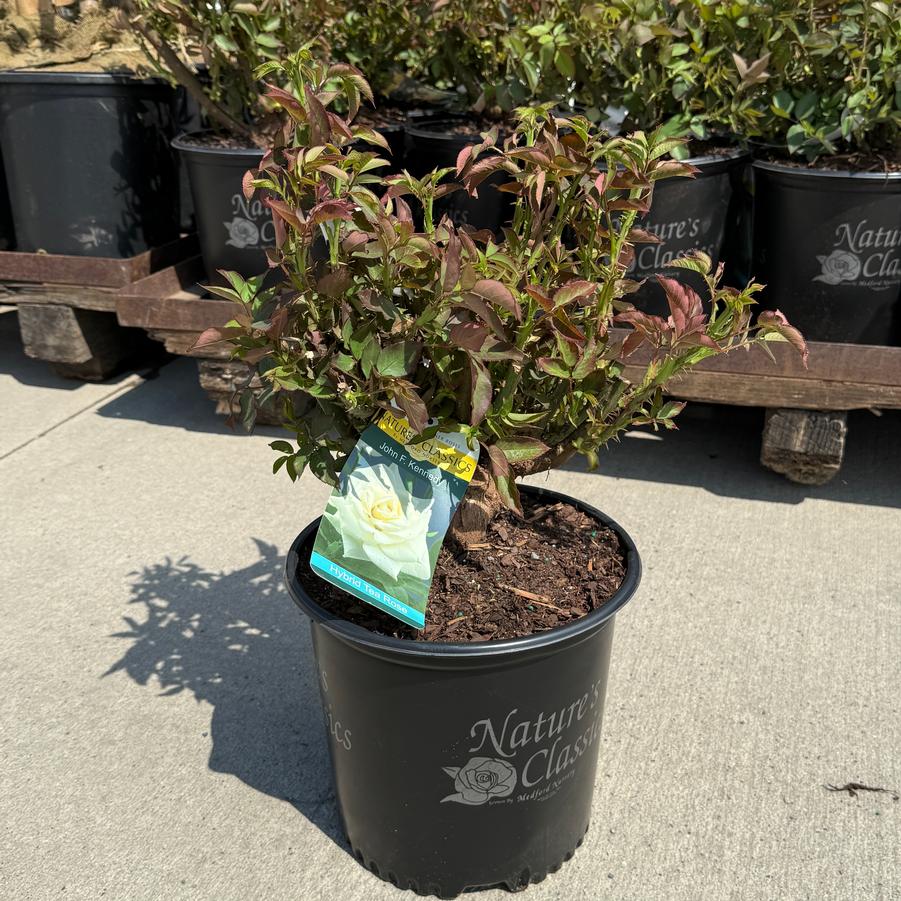 Rosa Hybrid Tea John F. Kennedy