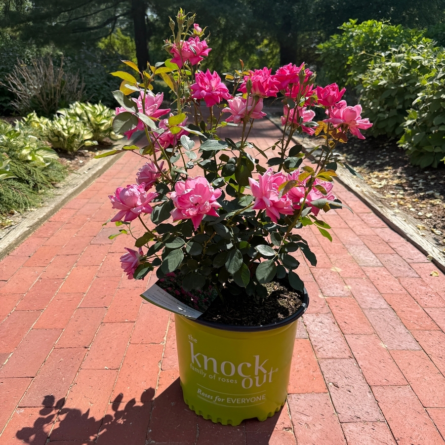Rosa Shrub Pink Double Knock Out® PP18507