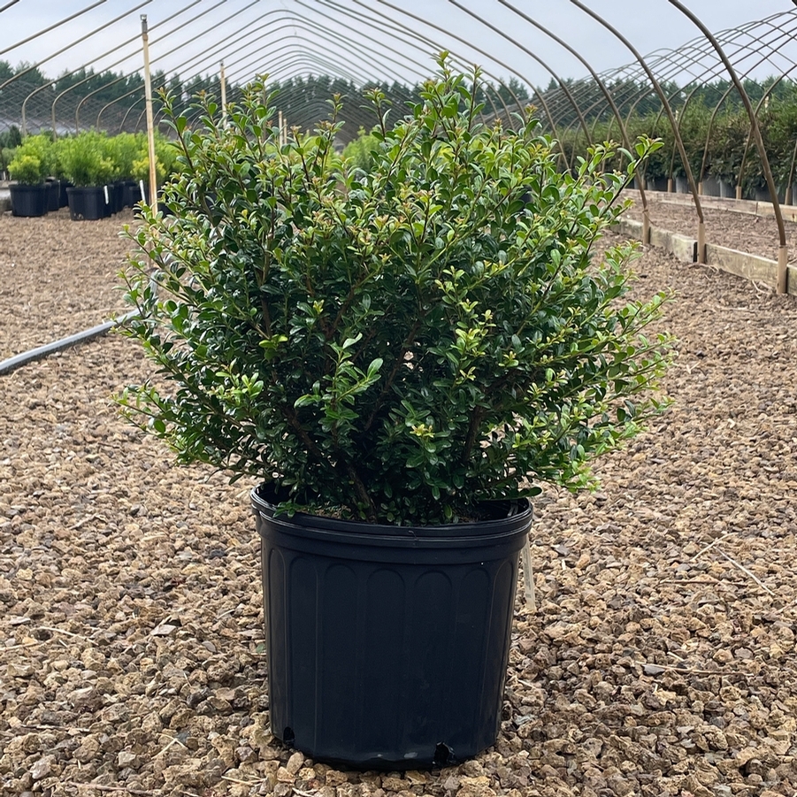 Ilex crenata Compacta
