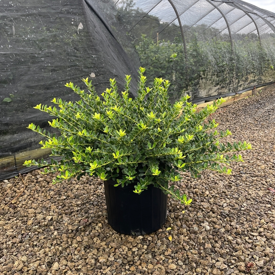 Ilex crenata Helleri