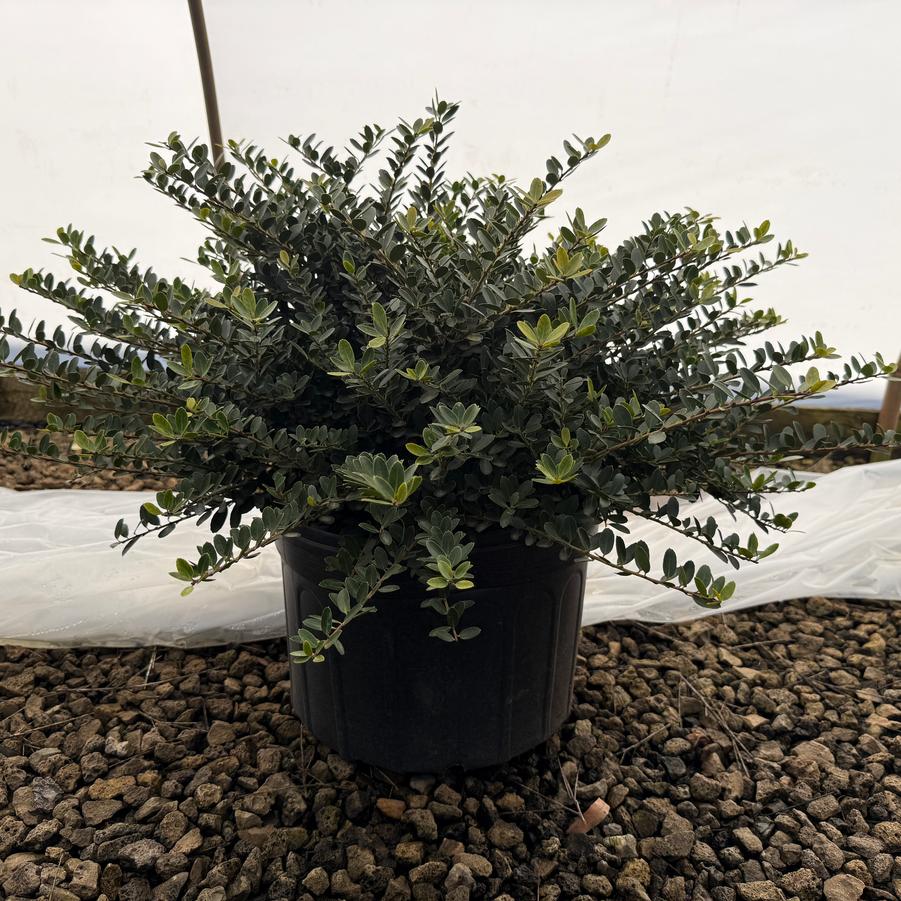 Ilex crenata Helleri