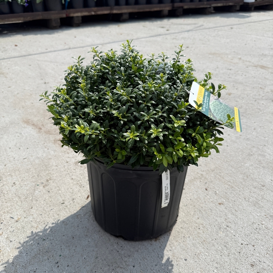 Ilex crenata Soft Touch