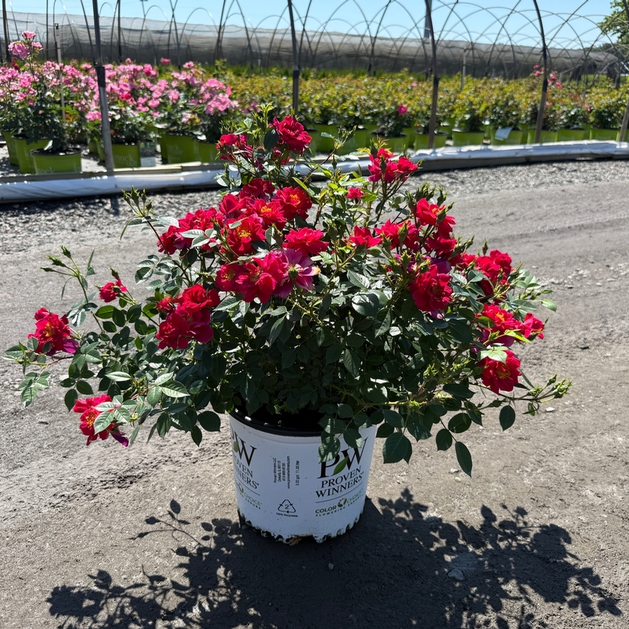 Rosa Shrub Oso Easy® Urban Legend®
