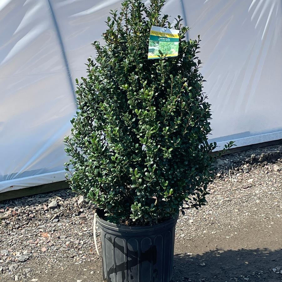 Ilex crenata Steeds