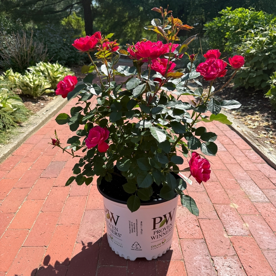 Rosa Shrub Oso Easy® Double Red PP26298
