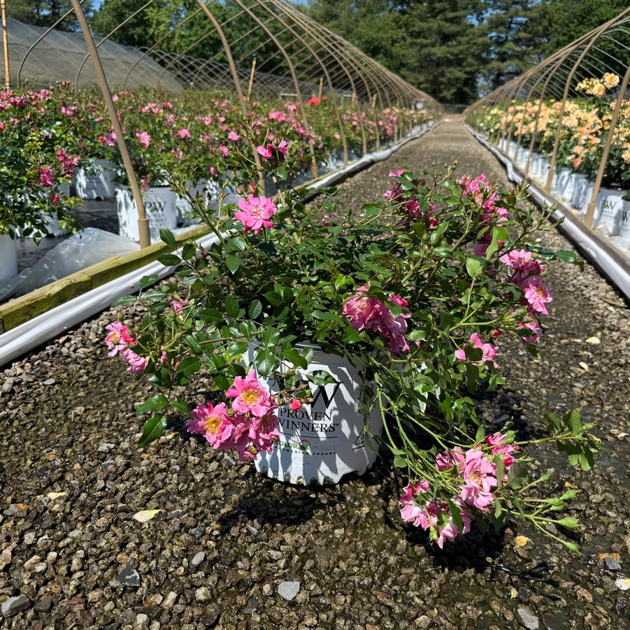 Rosa Shrub Oso Easy® Double Pink PPAF
