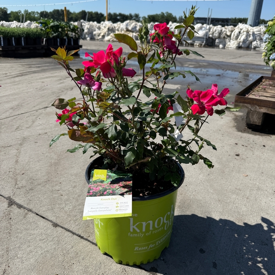 Rosa Shrub Knock Out®