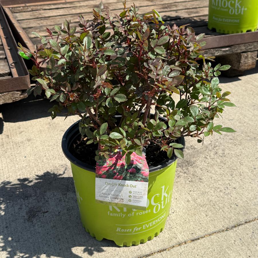 Rosa Shrub Double Knock Out PP16202