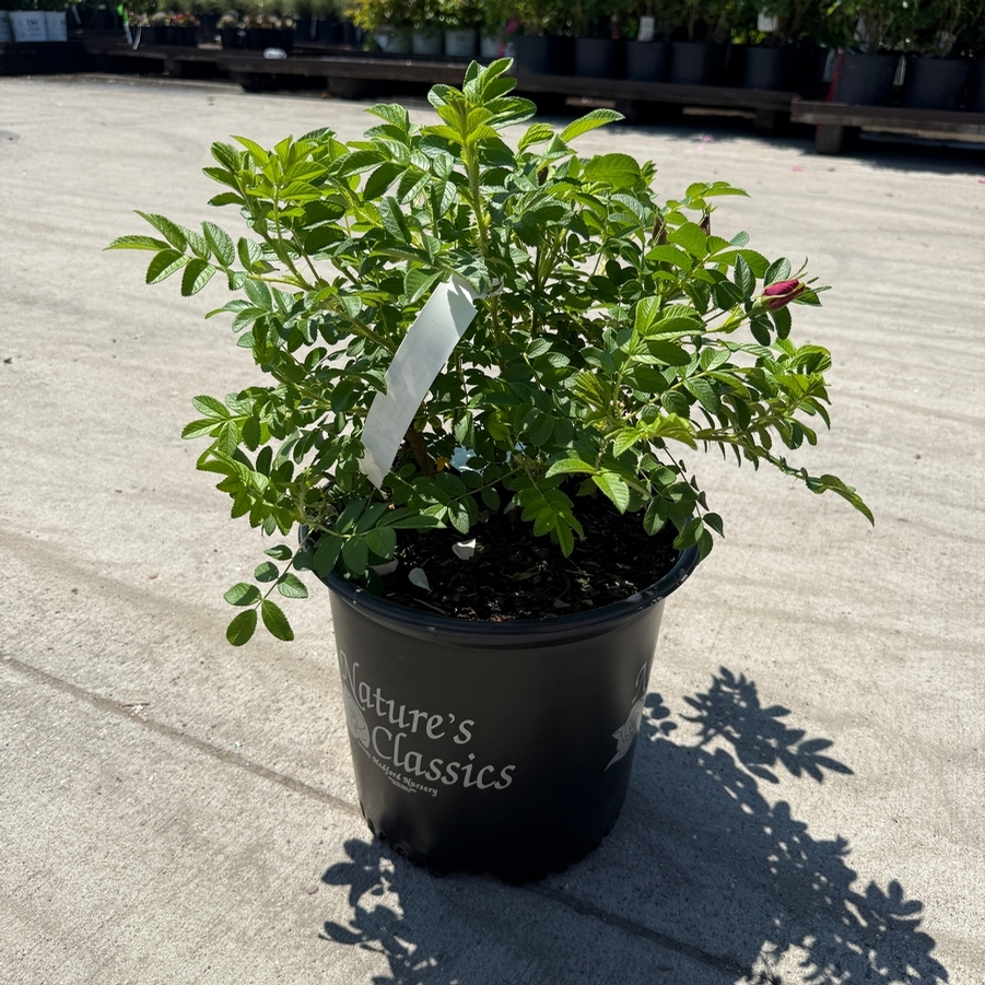 Rosa O.F. Raspberry Rugostar® PP15937