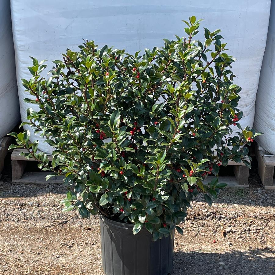 Ilex x meserveae Blue Maid