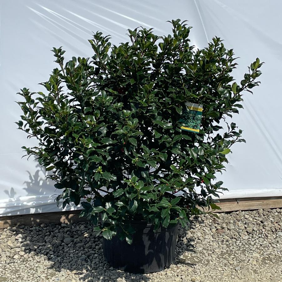 Ilex x meserveae Blue Maid