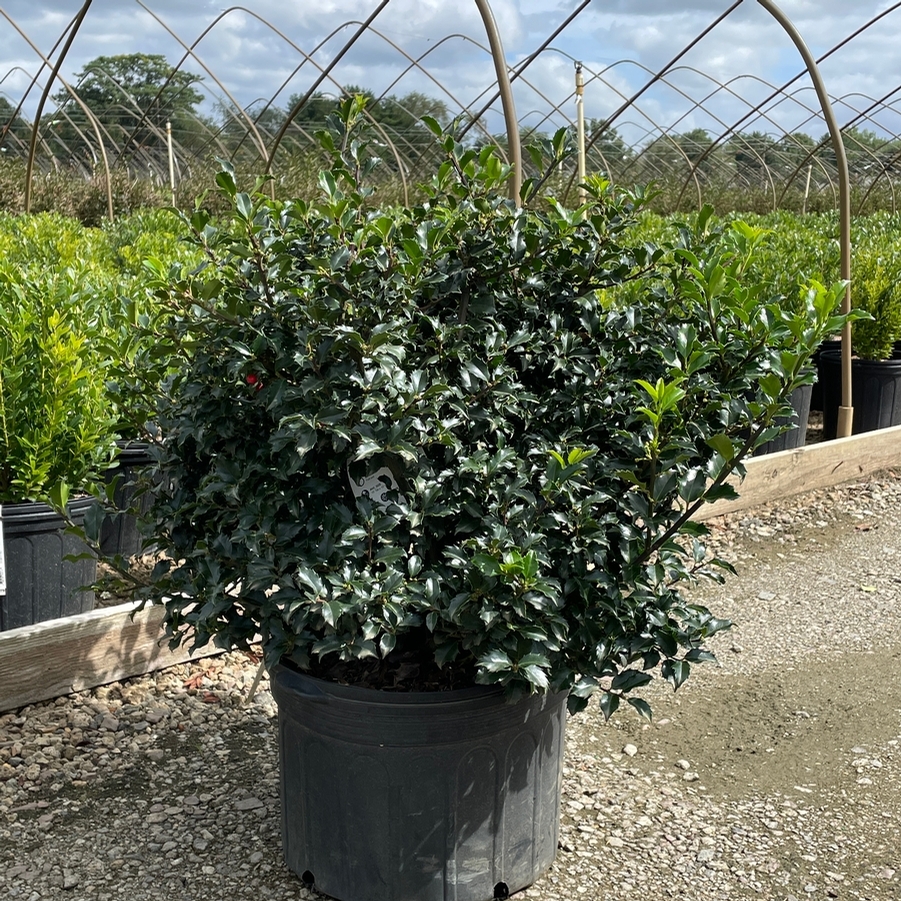 Ilex x meserveae Blue Princess