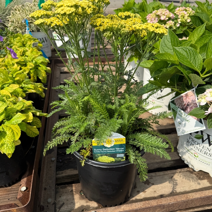 Achillea millefolium Sunny Seduction