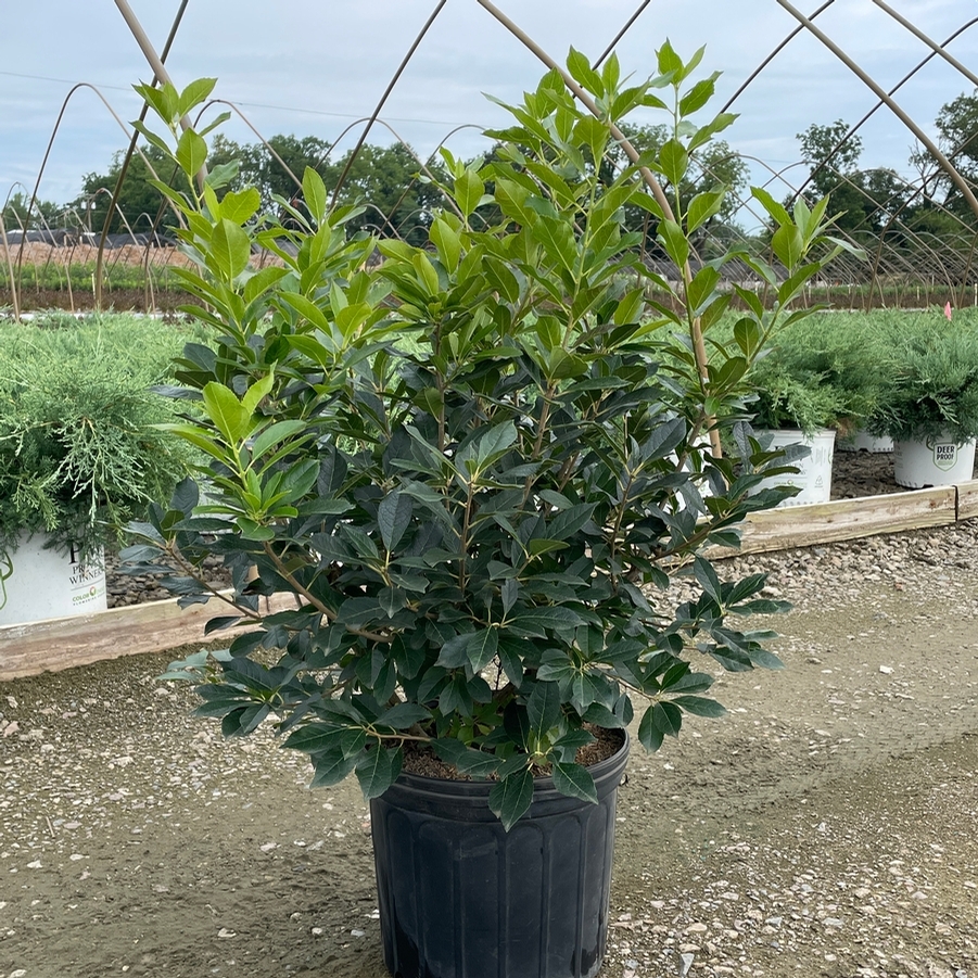 Ilex verticillata Red Sprite