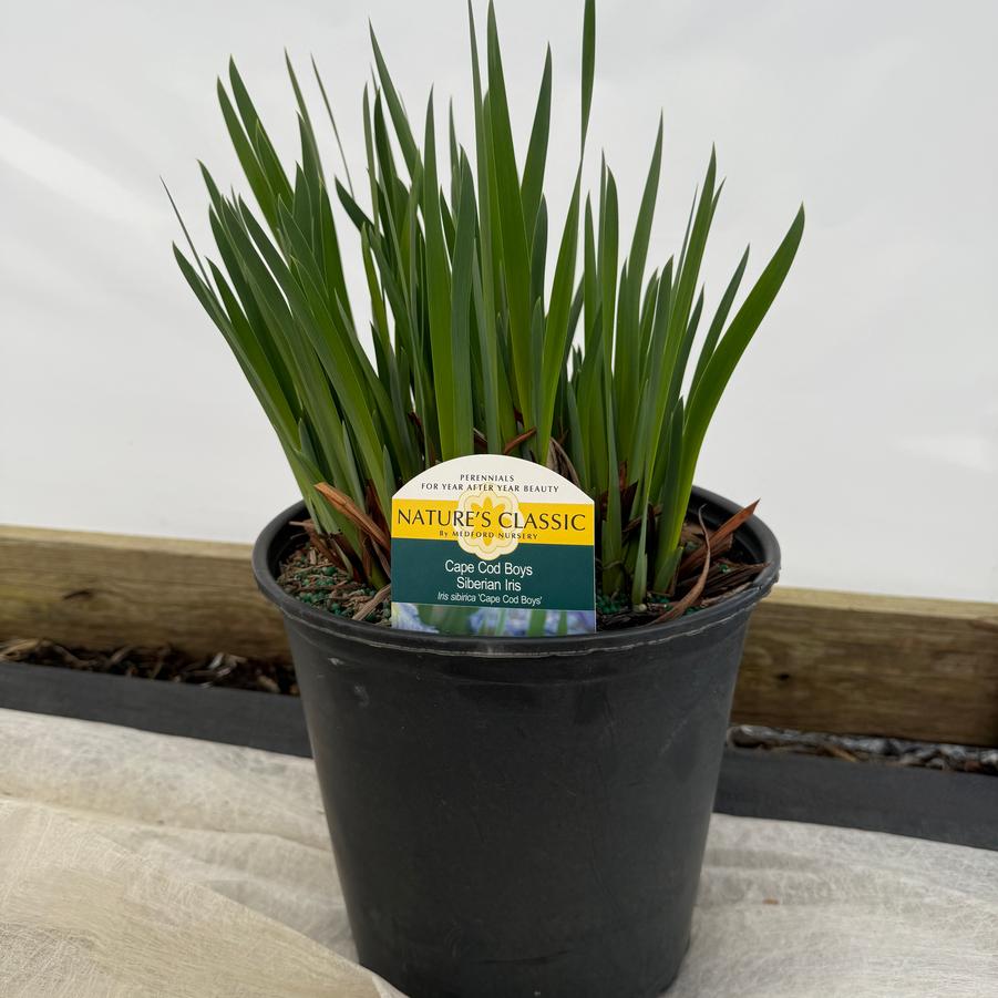 Iris sibirica Cape Cod Boys