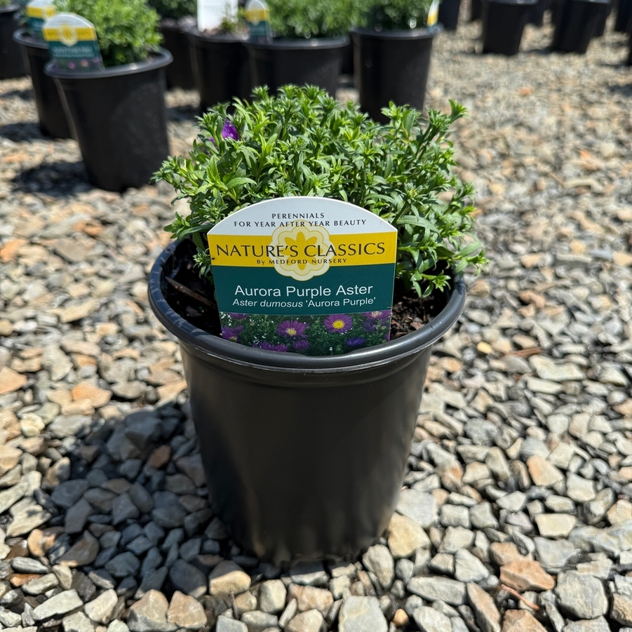 Aster dumosus Aurora Purple