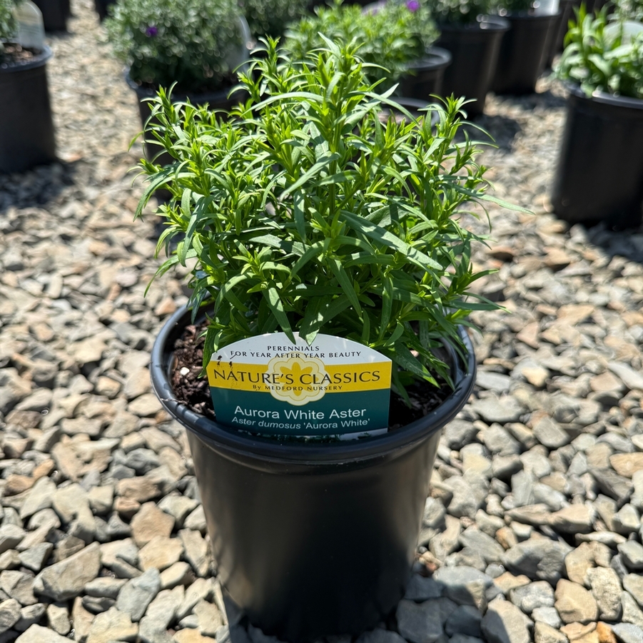 Aster dumosus Aurora White