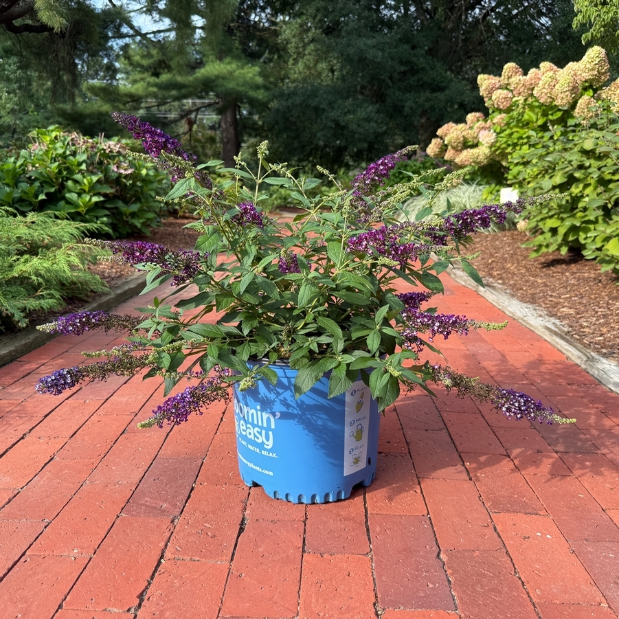 Buddleia Blueberry Pie® PPAF