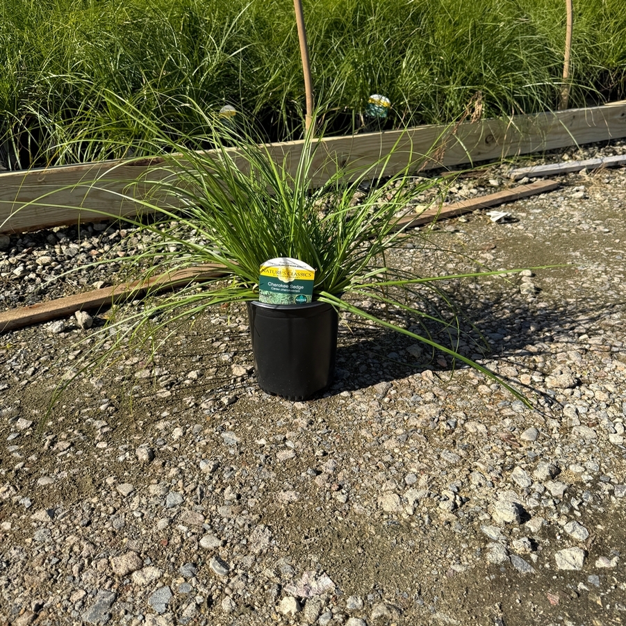 Carex 