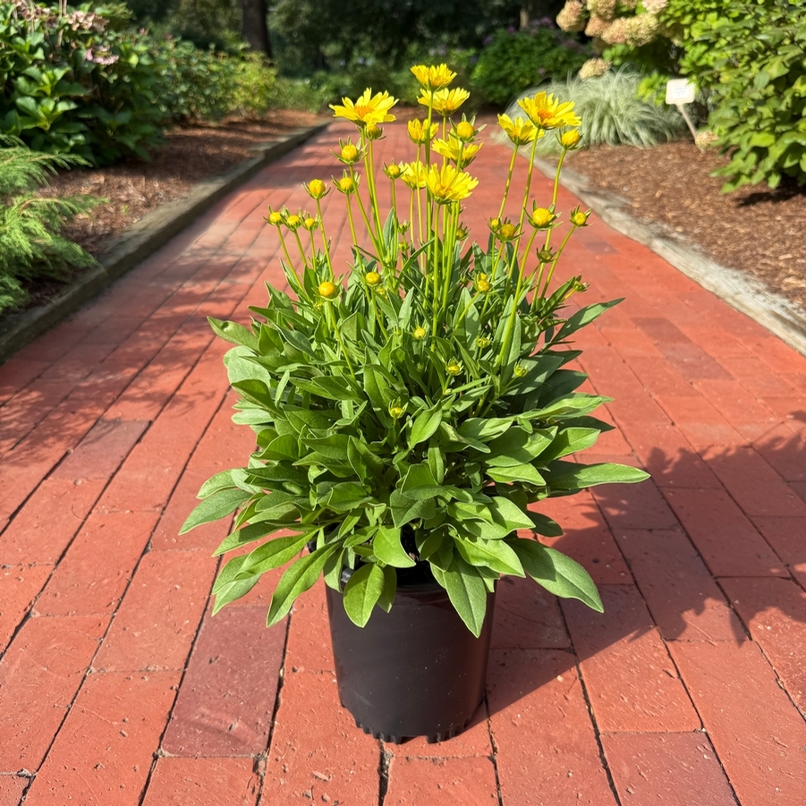 Coreopsis Leading Lady™ Lauren