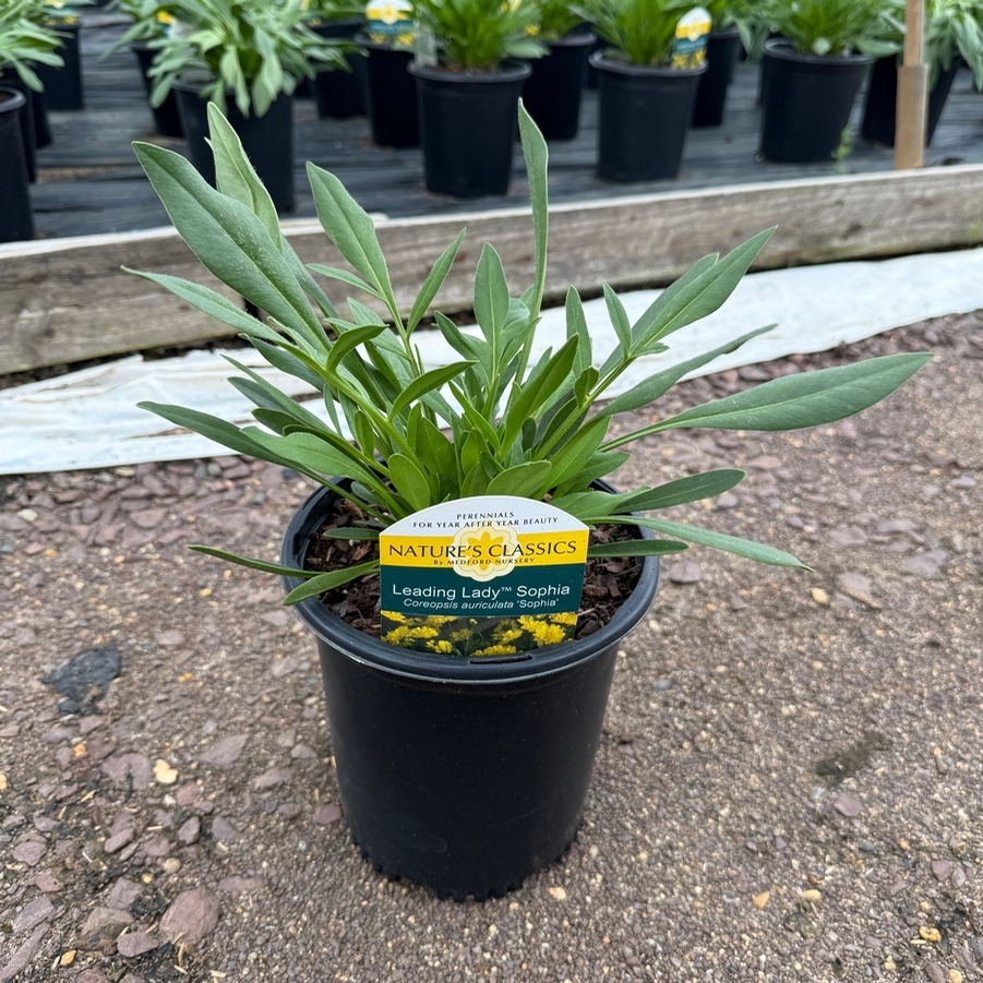 Coreopsis Leading Lady™ Sophia