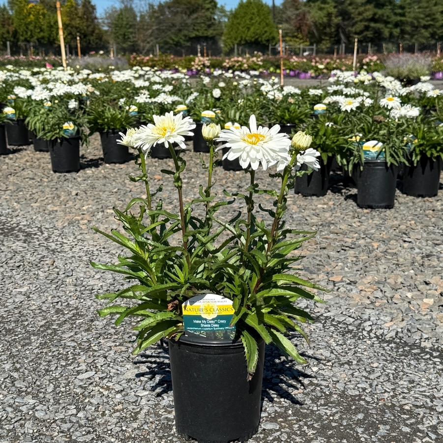Leucanthemum x superbum Make My Daisy™ Crazy PP35074