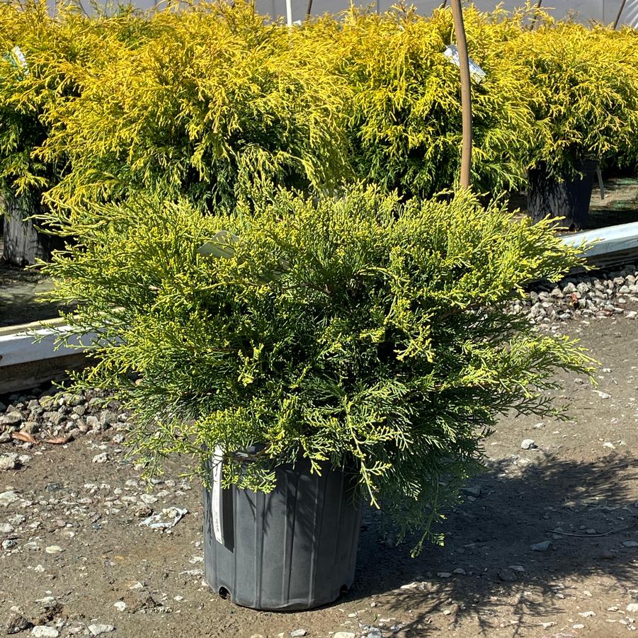 Juniperus chinensis Casino Gold