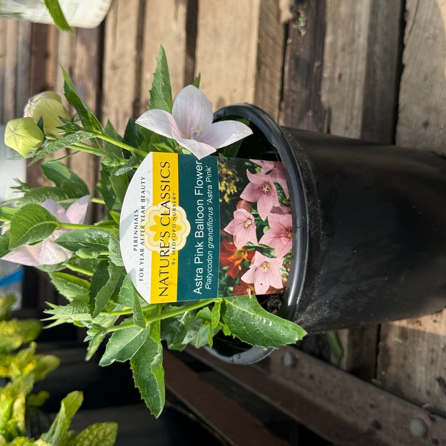 Platycodon grandiflorus Astra Pink