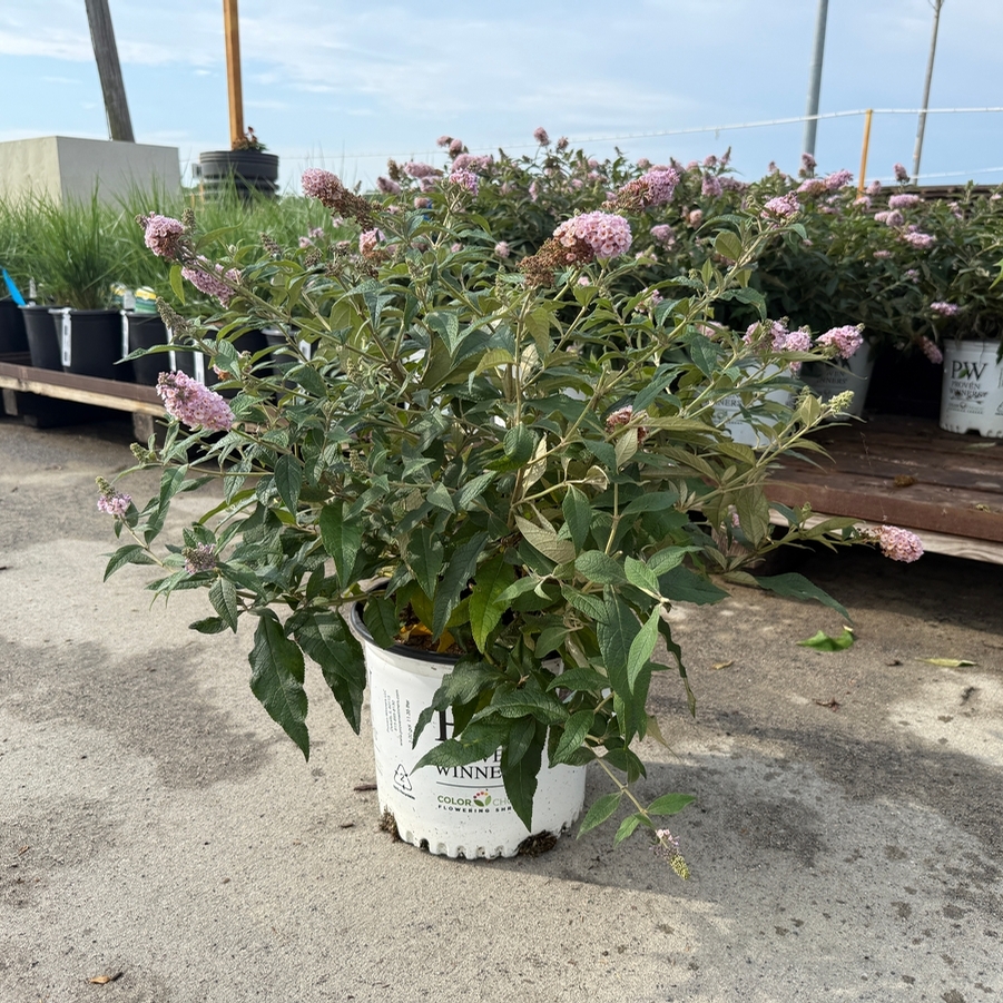 Buddleia Pugster Sorbet™ PPAF