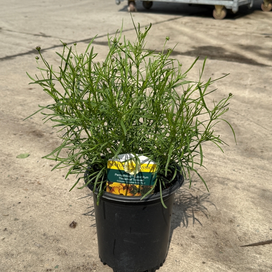 Coreopsis Permathread™ Buttered Rum PP32739
