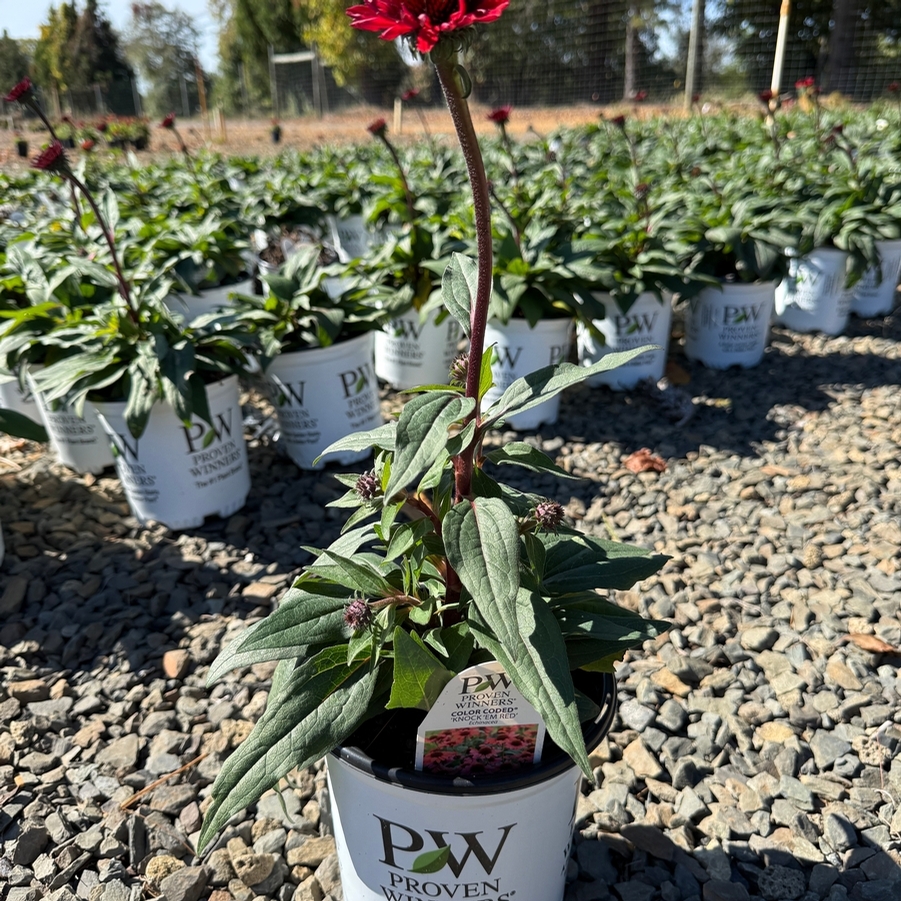 Echinacea Color Coded® Knock'em Red